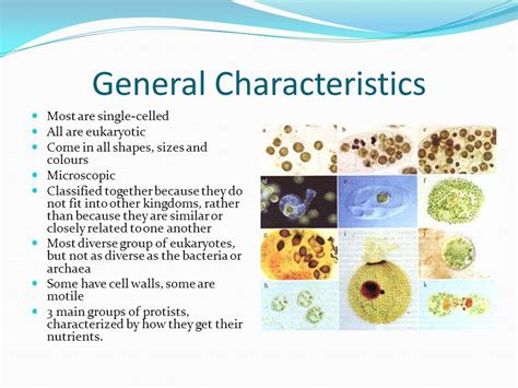 how are most protists kingdom protista similar to bacteria